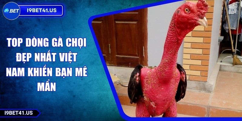 Top Dòng Gà Chọi Đẹp Nhất Việt Nam Khiến Bạn Mê Mẩn 1 Top Dòng Gà Chọi Đẹp Nhất Việt Nam Khiến Bạn Mê Mẩn